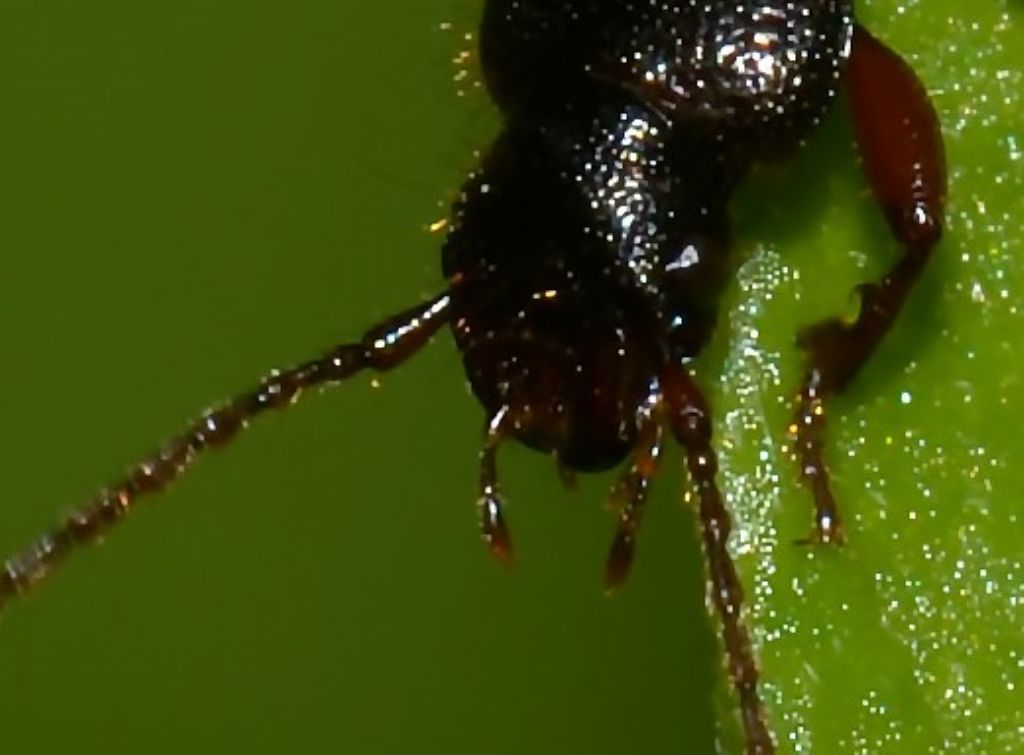 Carabidae: Tschitscherinellus?  No, Carterus sp.