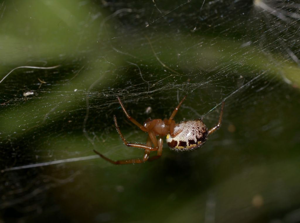 Steatoda nobilis - Grosseto