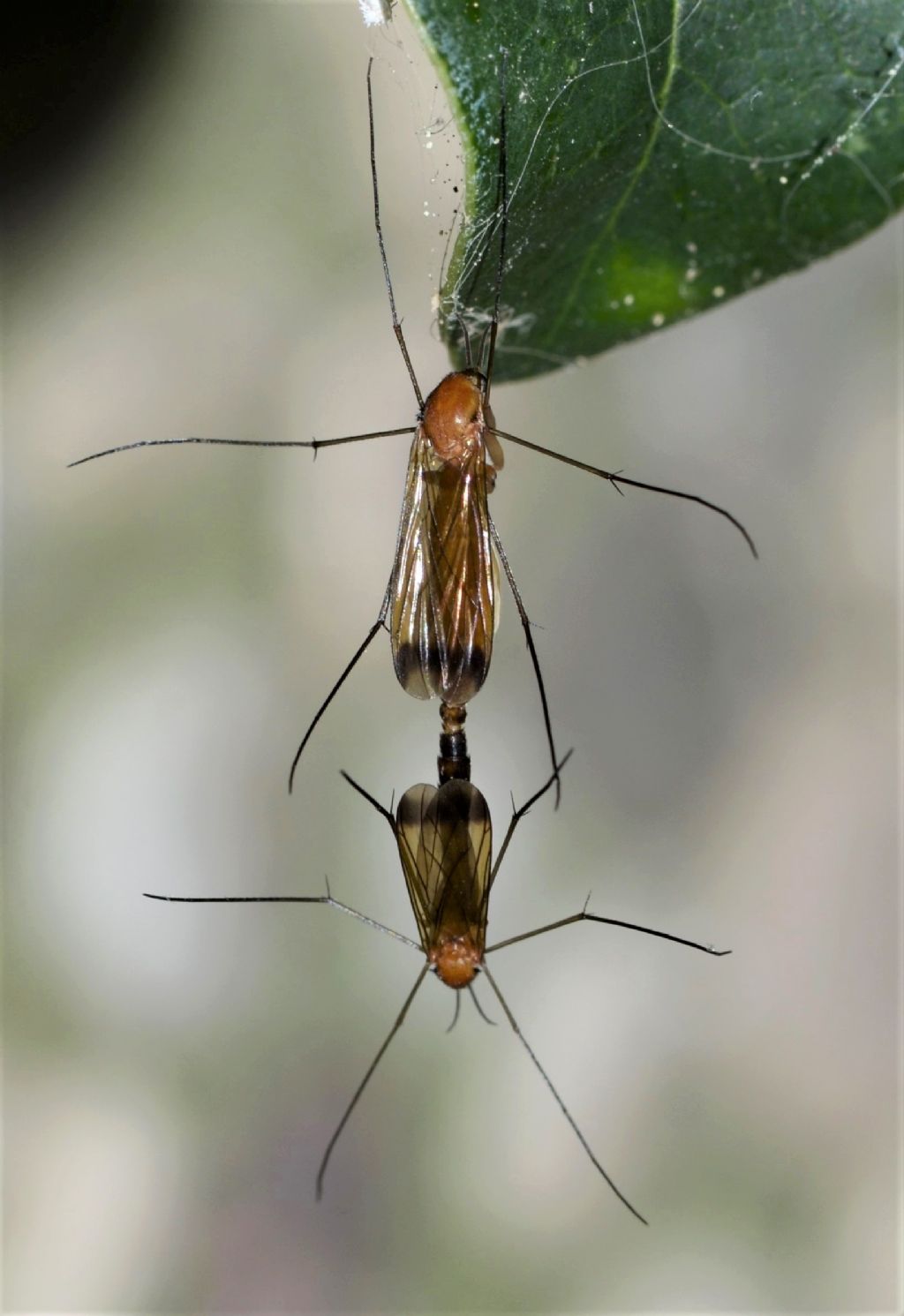 Mycetophilidae?  No, Keroplatidae: Orphelia cfr. fasciata