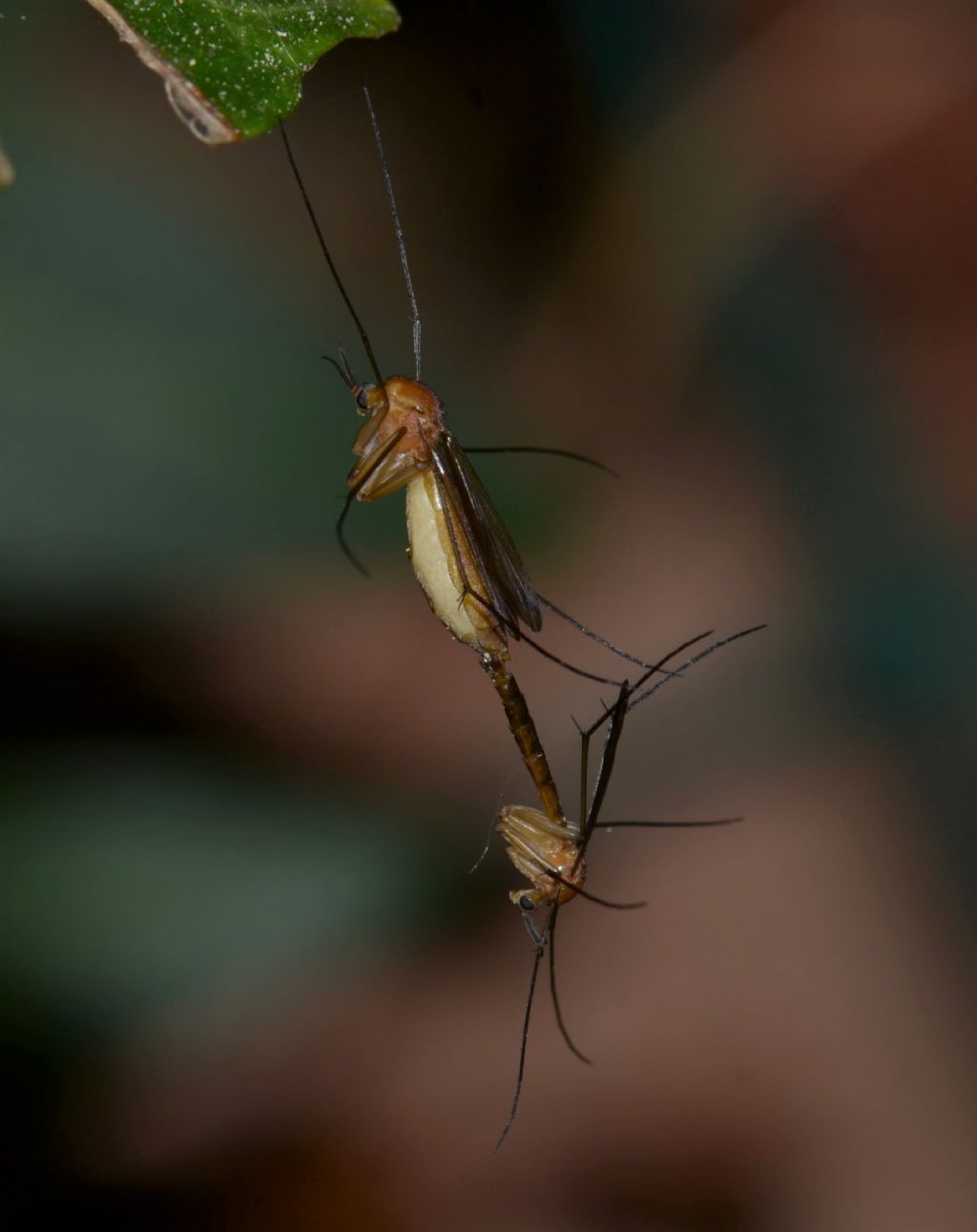 Mycetophilidae?  No, Keroplatidae: Orphelia cfr. fasciata