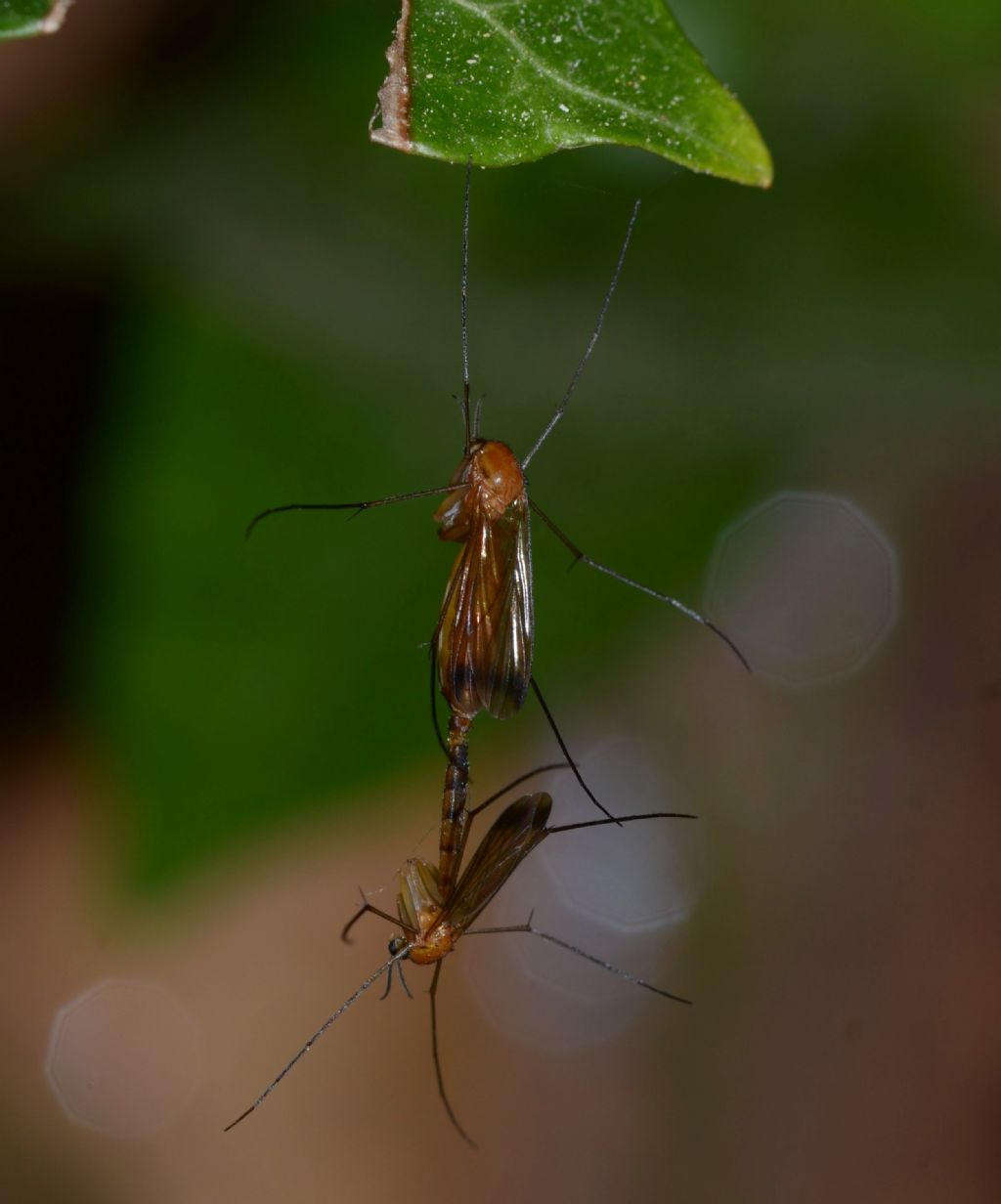 Mycetophilidae?  No, Keroplatidae: Orphelia cfr. fasciata