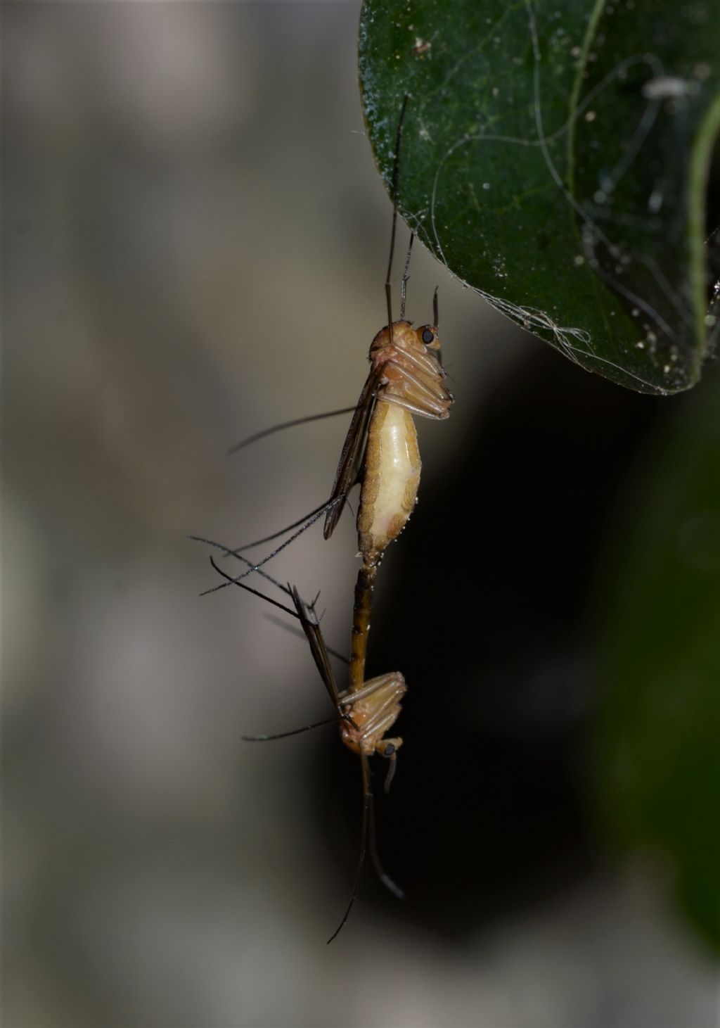 Mycetophilidae?  No, Keroplatidae: Orphelia cfr. fasciata