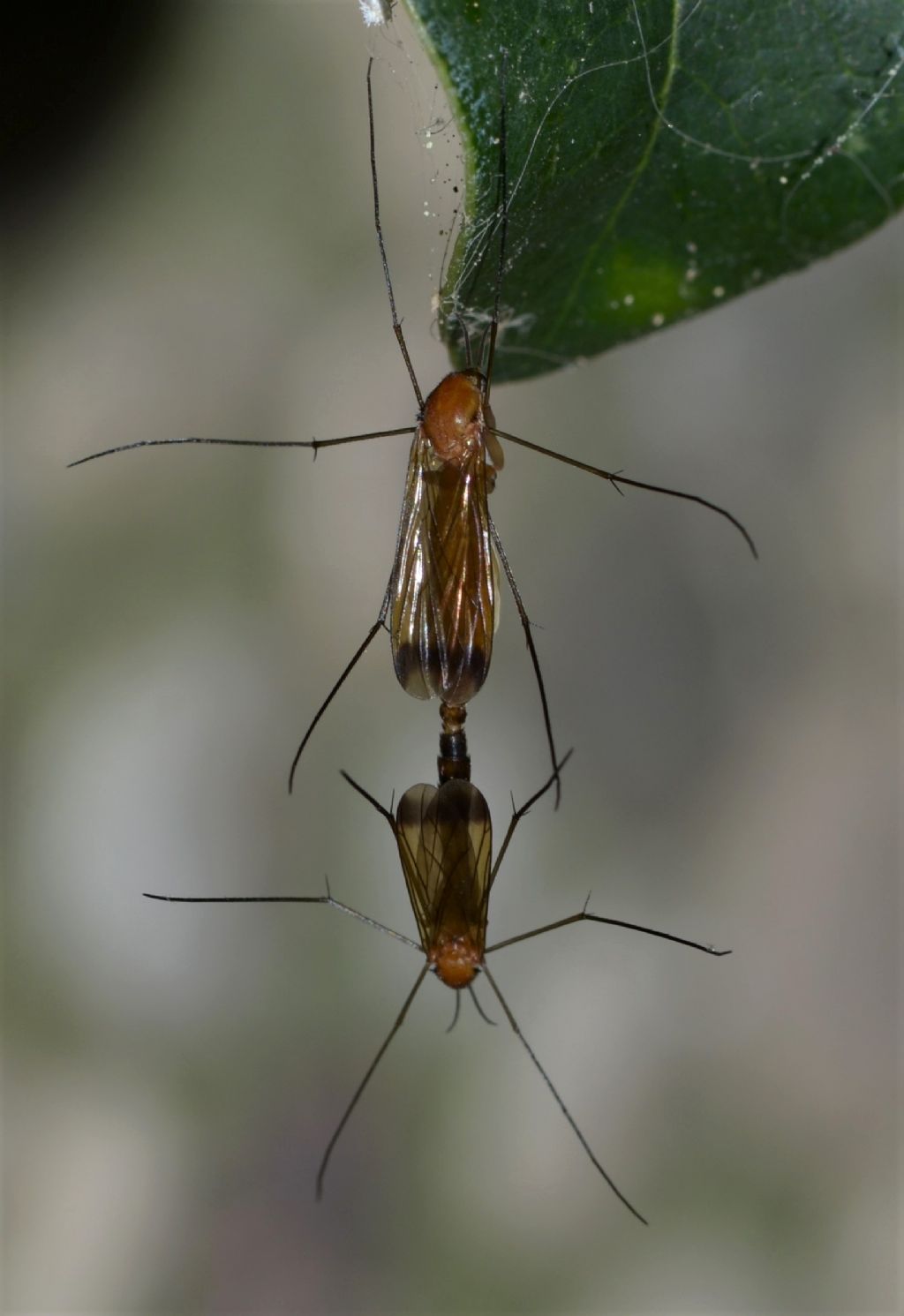 Mycetophilidae?  No, Keroplatidae: Orphelia cfr. fasciata