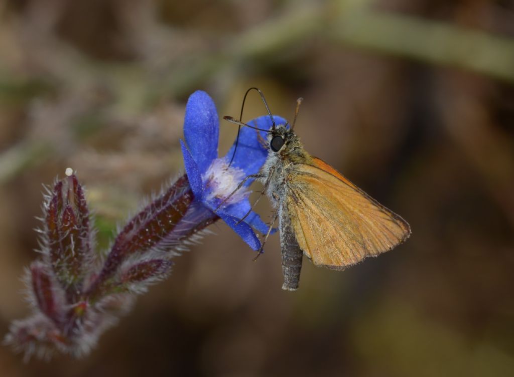 Thymelicus lineolus ?...Thymelicus lineola