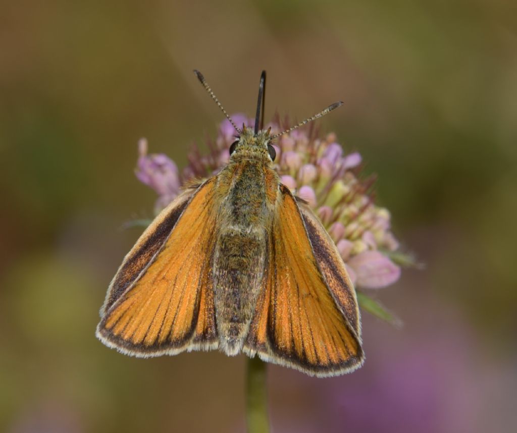 Thymelicus lineolus ?...Thymelicus lineola