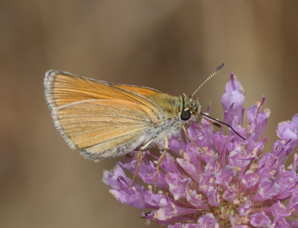 Thymelicus lineolus ?...Thymelicus lineola