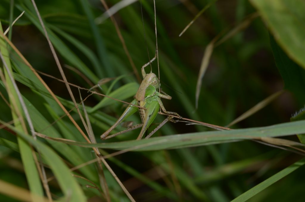 Metrioptera ? No,  giovane Platycleis sp.