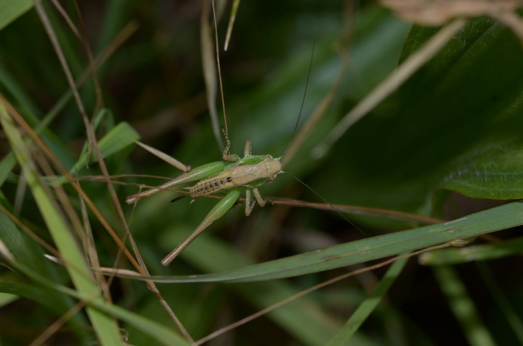 Metrioptera ? No,  giovane Platycleis sp.