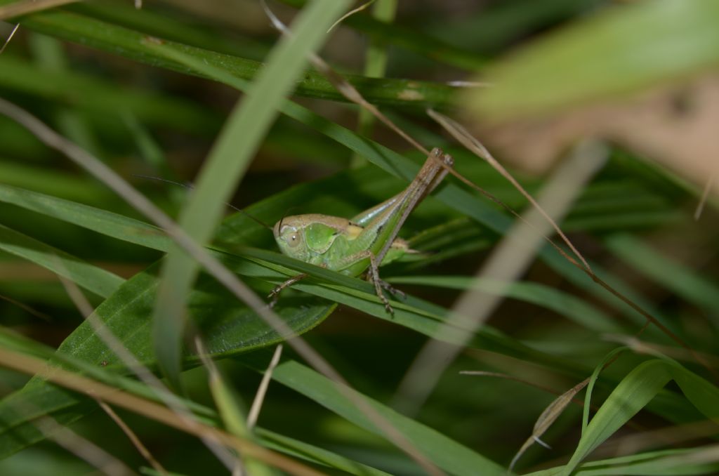 Metrioptera ? No,  giovane Platycleis sp.