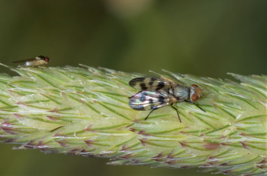 Ulididae : cfr. Melieria picta, femmina