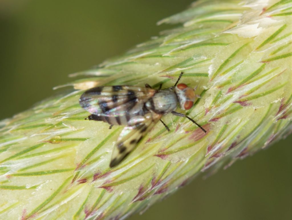 Ulididae : cfr. Melieria picta, femmina