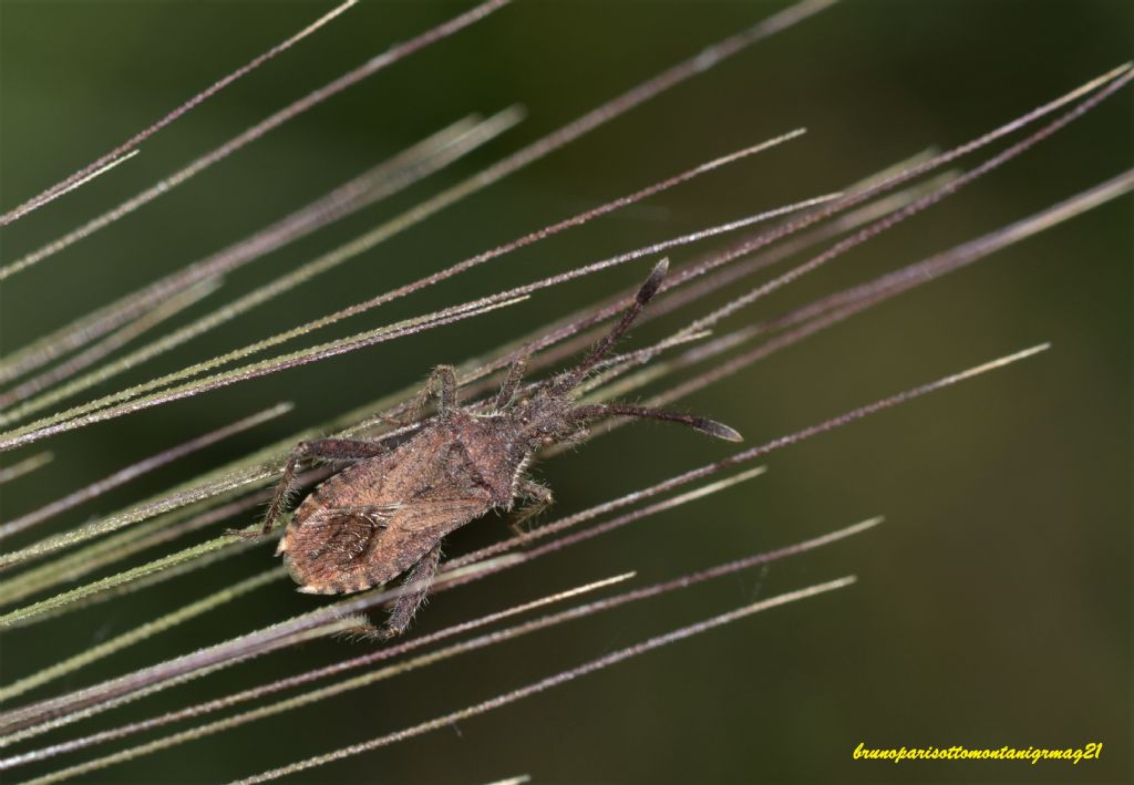 Coreidae: Coriomeris affinis o hirticornis? Coriomeris hirticornis