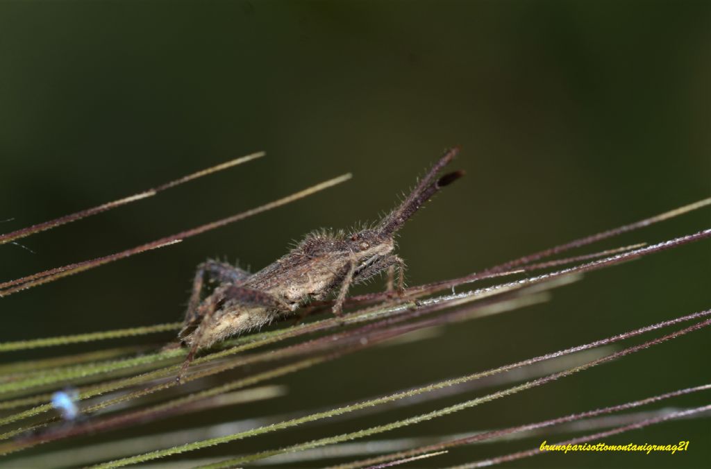 Coreidae: Coriomeris affinis o hirticornis? Coriomeris hirticornis