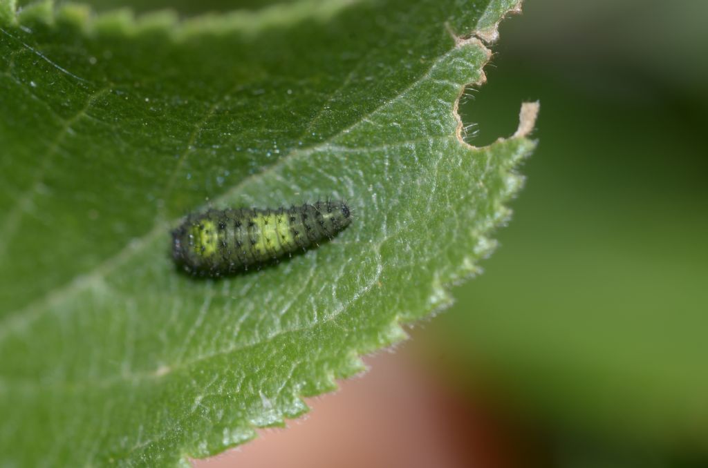 Larva da ID