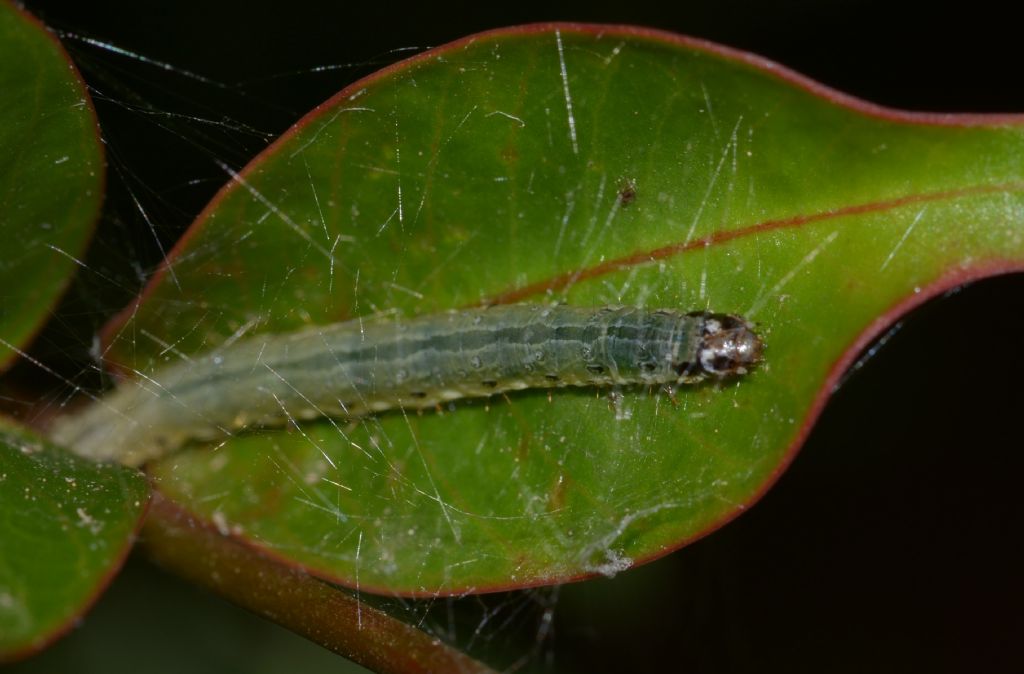 Scythrididae adulto e bruco ?