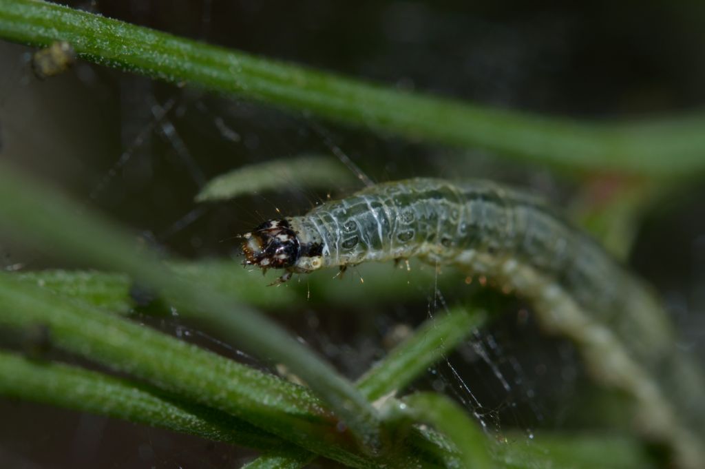 Scythrididae adulto e bruco ?