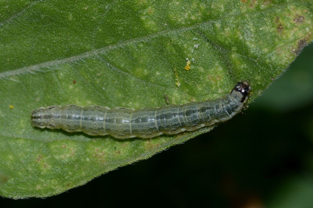 Scythrididae adulto e bruco ?