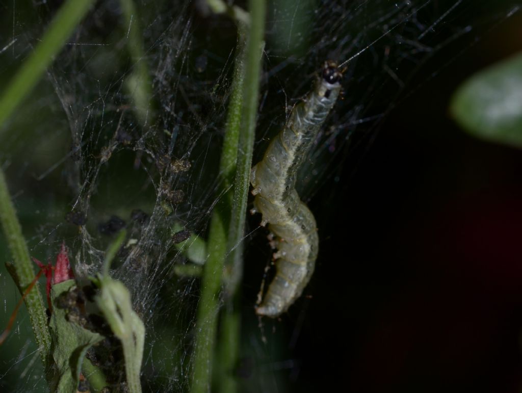 Scythrididae adulto e bruco ?