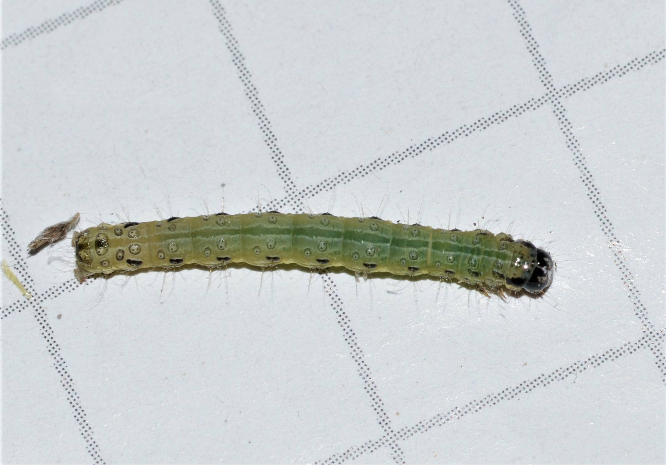 Tortricidae?