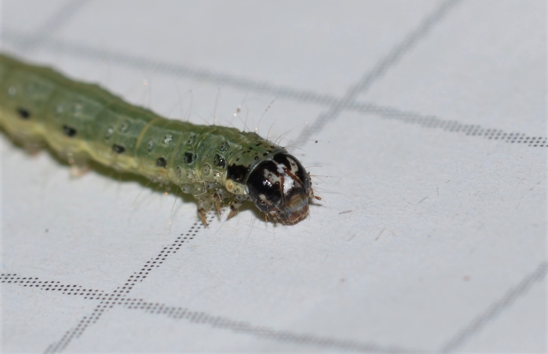 Tortricidae?