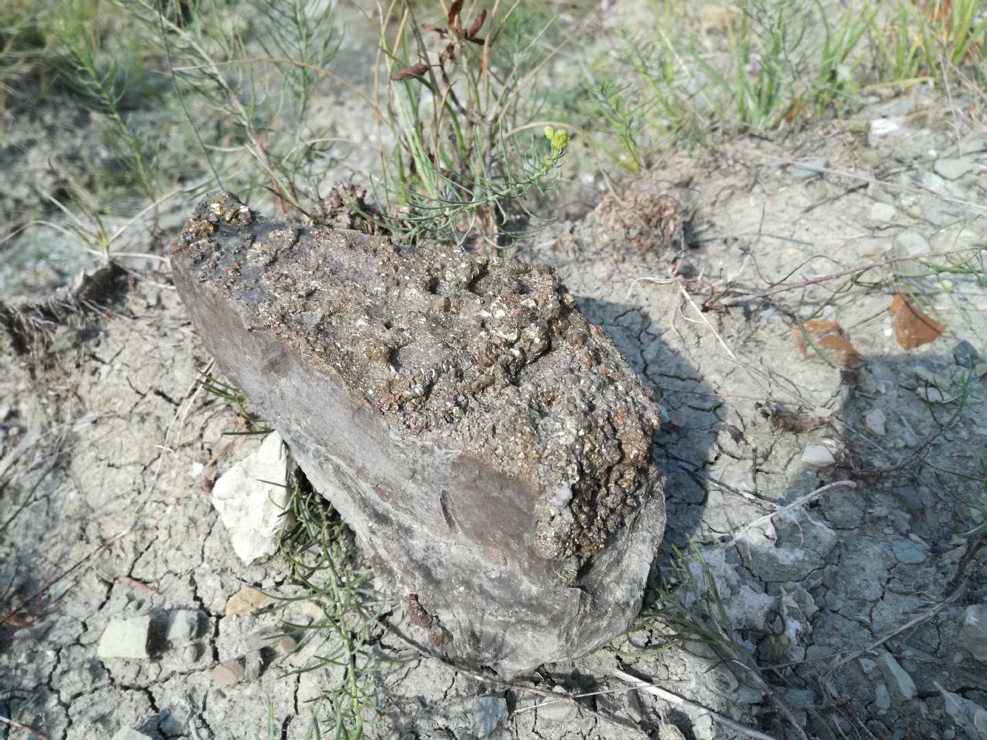 Fossili....o semplicemente Rocce?????