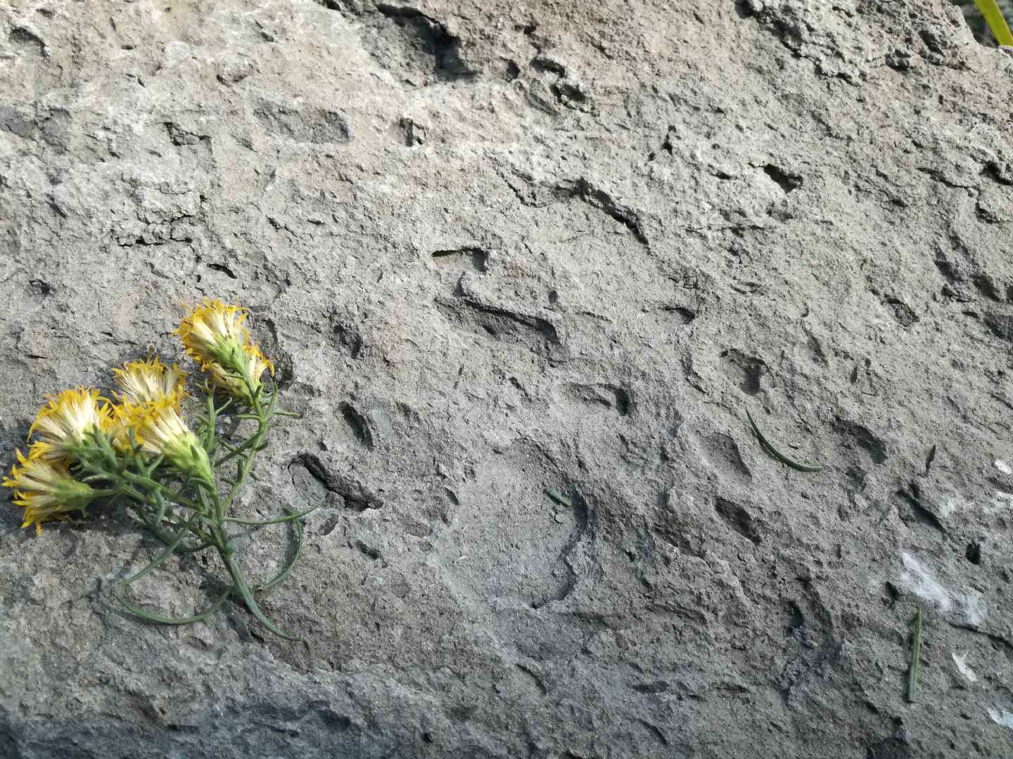 Fossili....o semplicemente Rocce?????