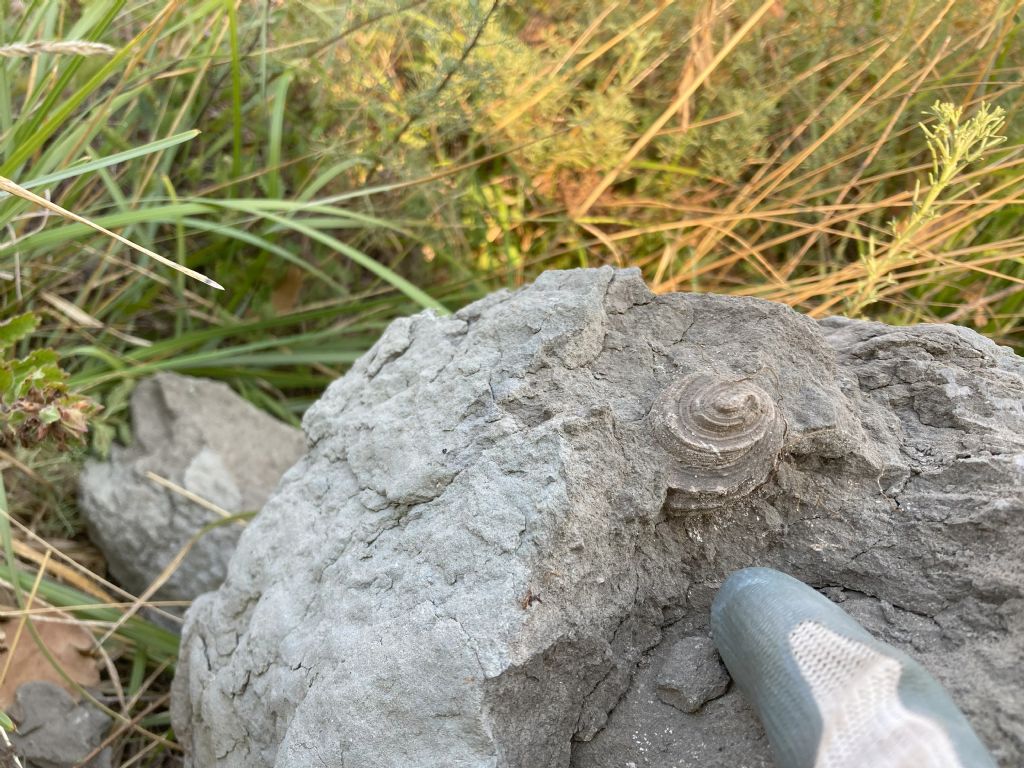 Fossili (?) da determinare