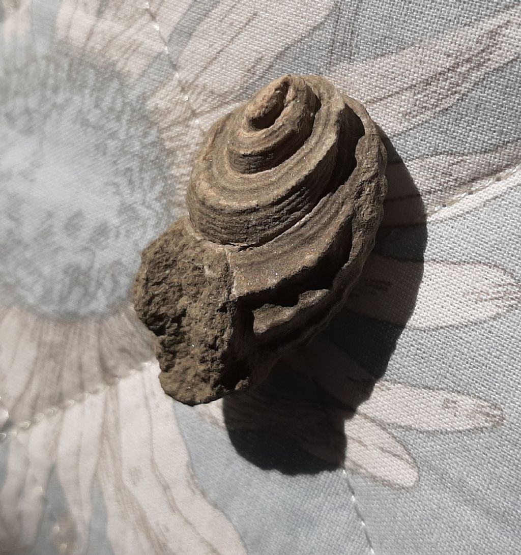 Fossili (?) da determinare