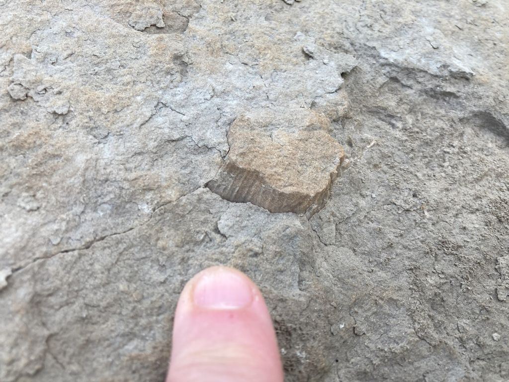 Fossili (?) da determinare