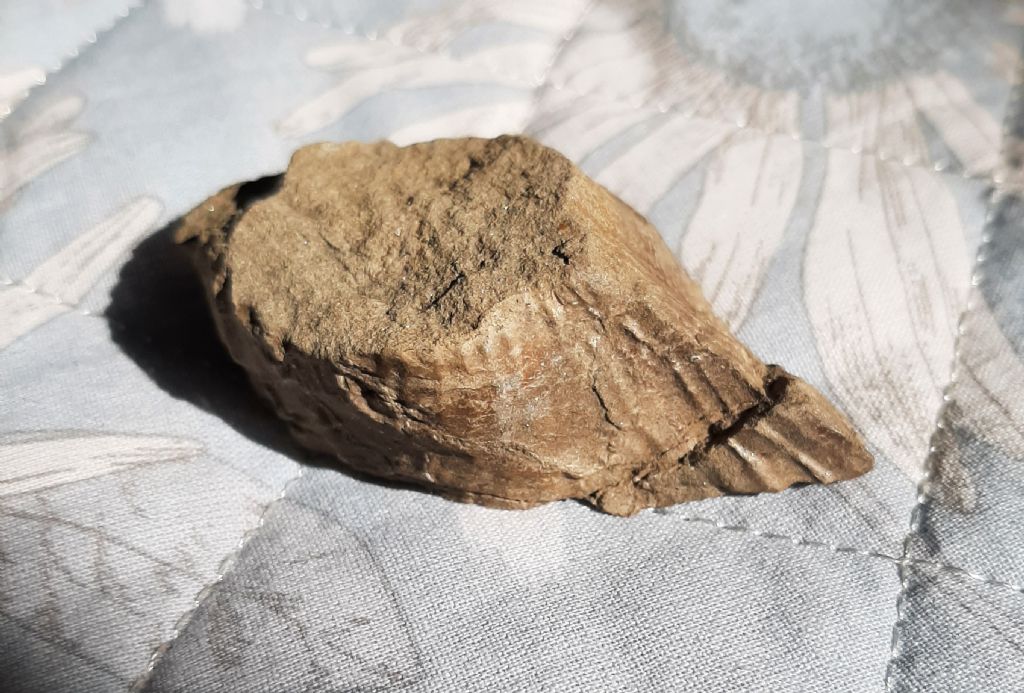 Fossili (?) da determinare