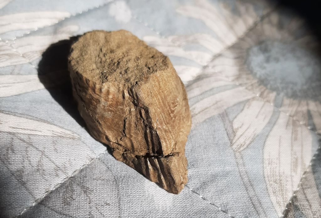 Fossili (?) da determinare