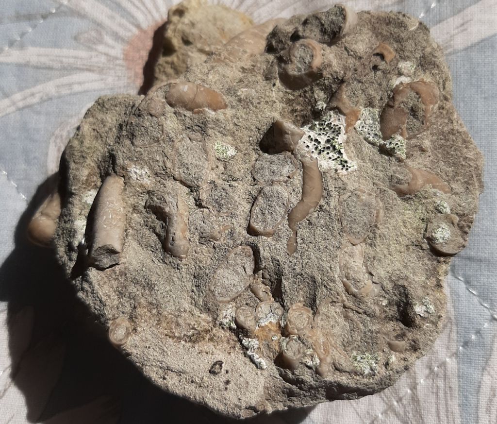Fossili (?) da determinare