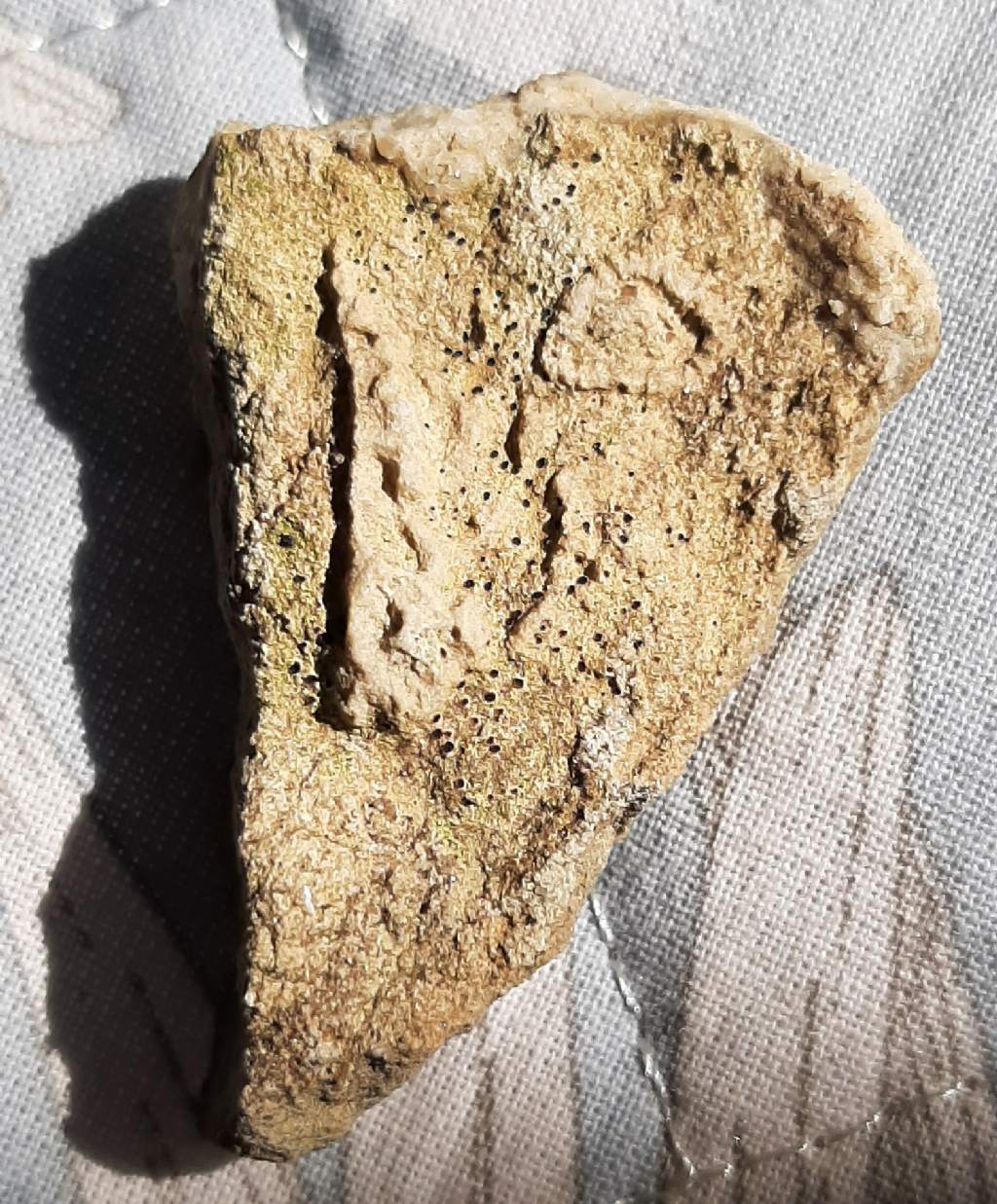 Fossili (?) da determinare
