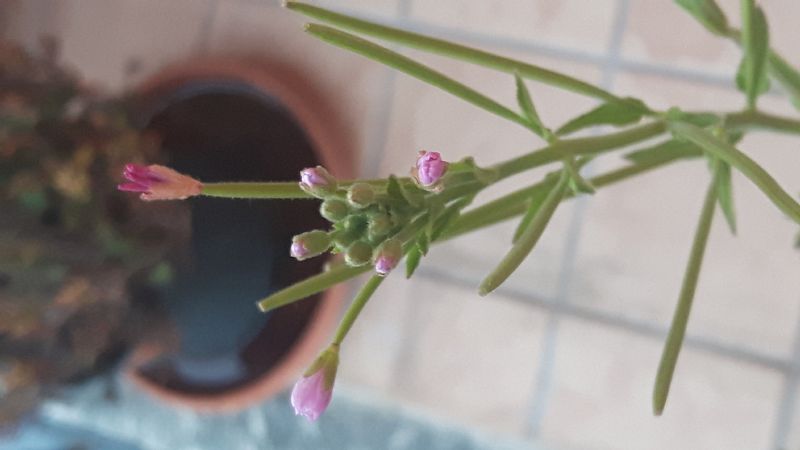 Epilobium ma...quale?