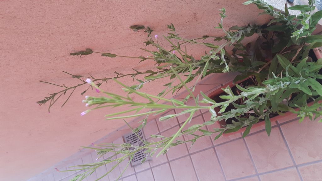 Epilobium ma...quale?