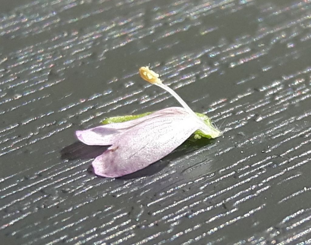 Epilobium ma...quale?