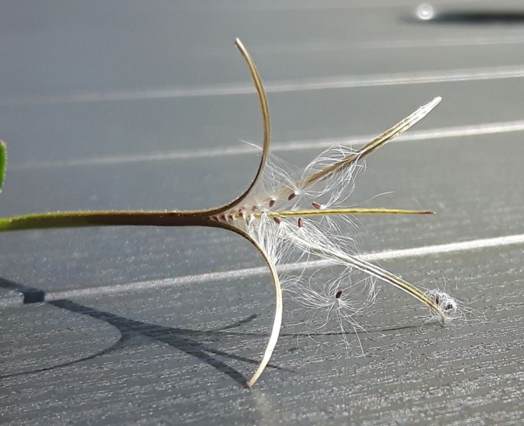 Epilobium ma...quale?