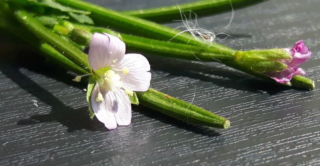 Epilobium ma...quale?