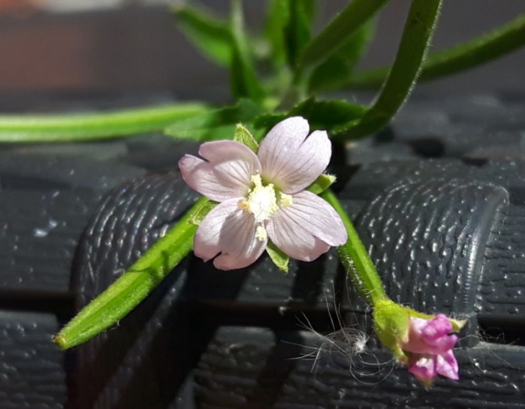Epilobium ma...quale?