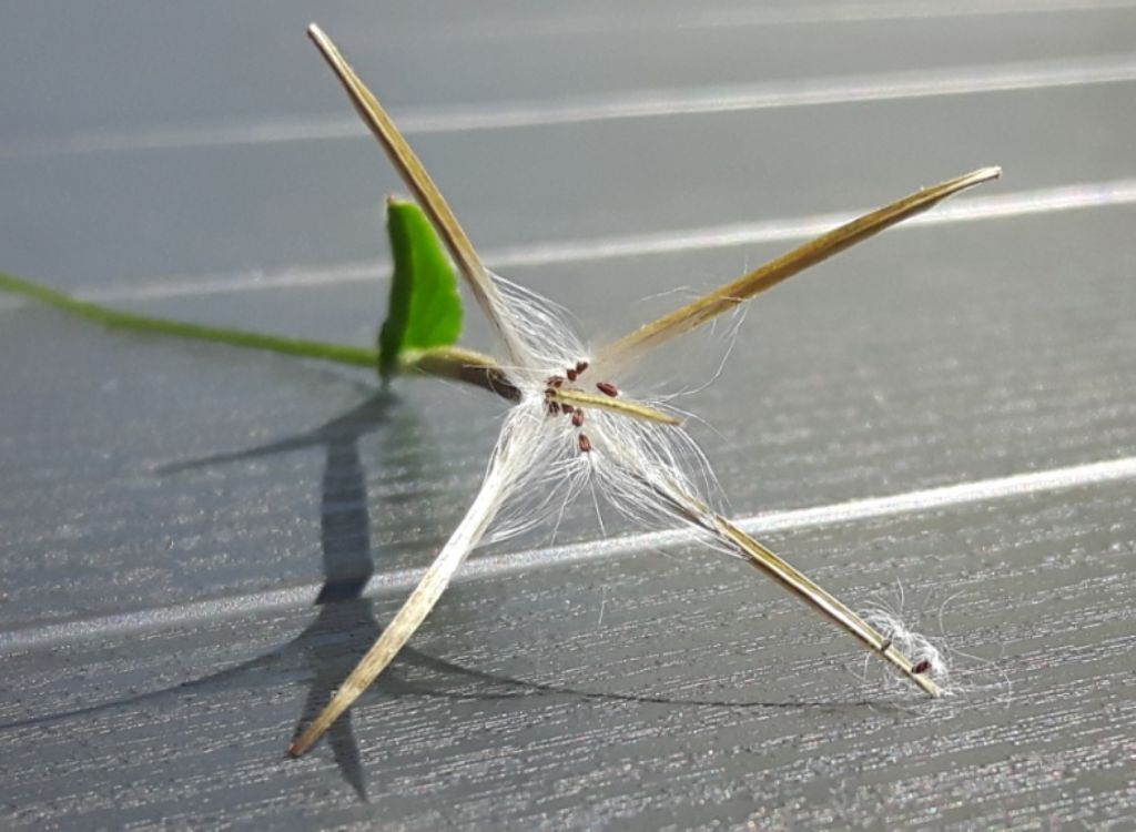 Epilobium ma...quale?