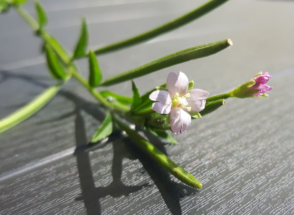 Epilobium ma...quale?