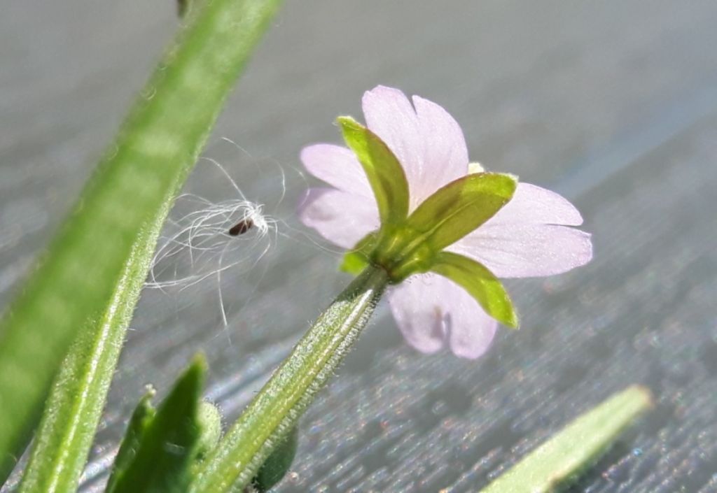 Epilobium ma...quale?