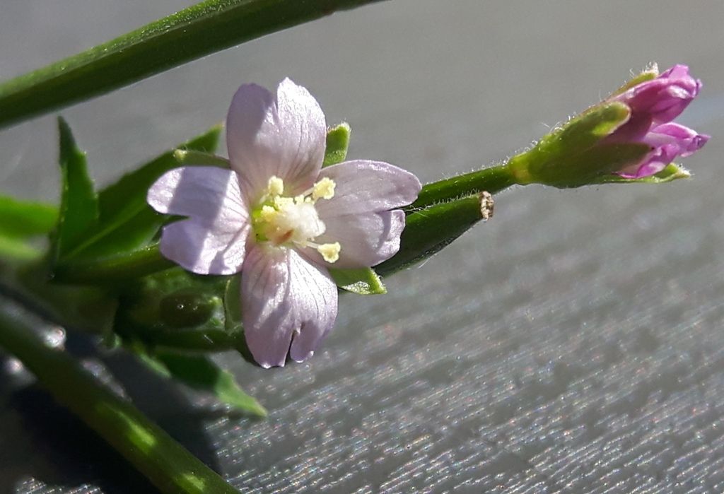 Epilobium ma...quale?
