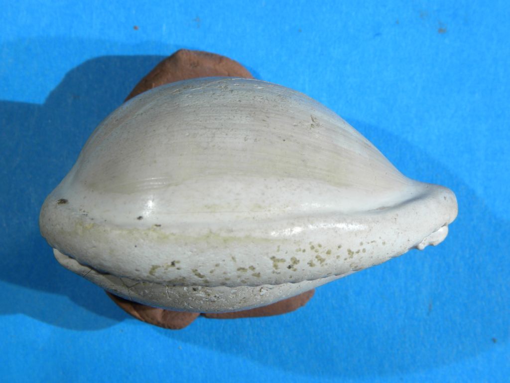 Cypraea da identificare
