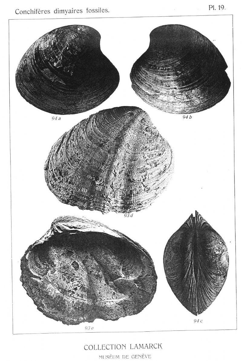 Sinodia islandicoides?