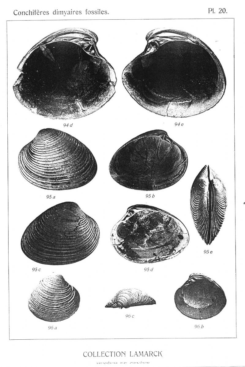 Sinodia islandicoides?