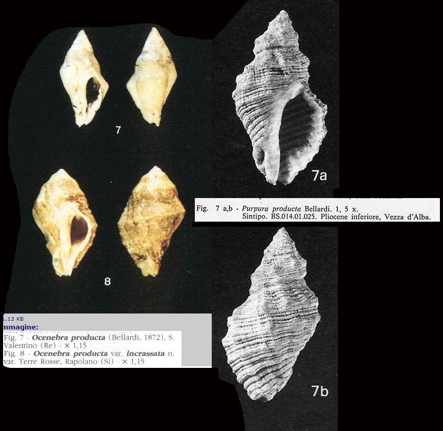 Murice (?) da determinare