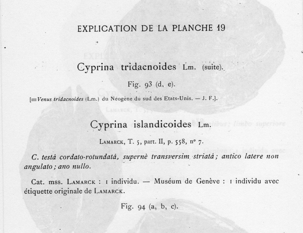 Sinodia islandicoides?