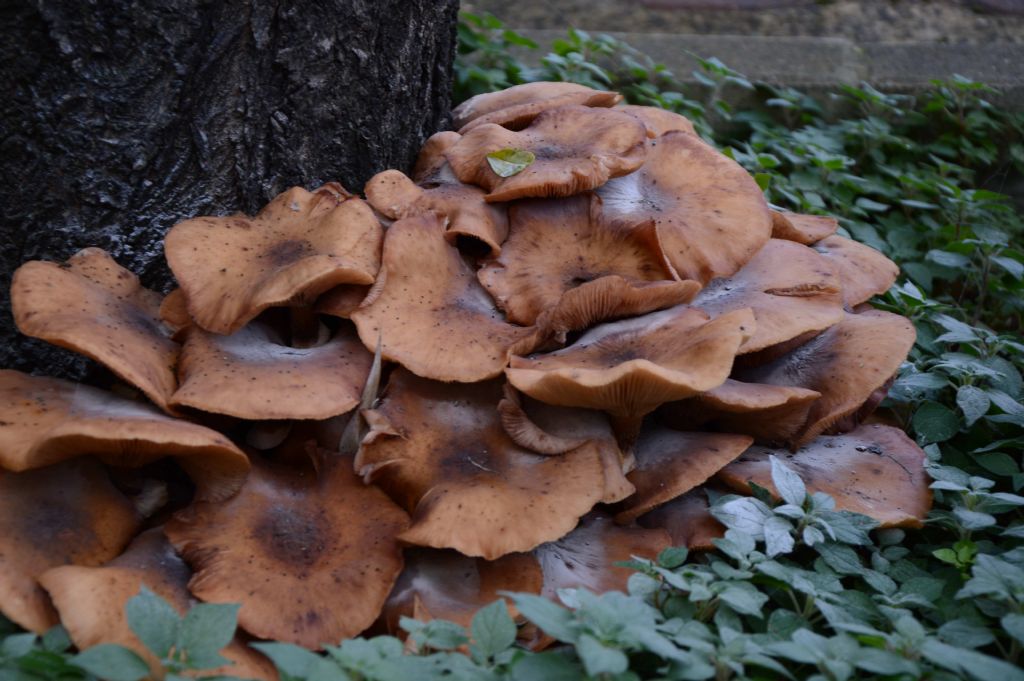 Aiuto per identificazione fungo