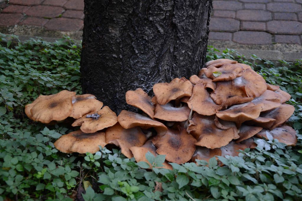 Aiuto per identificazione fungo